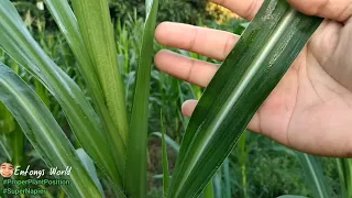 Tamang Pagtanim ng napier Grass (Proper Planting Position) | Entongs World