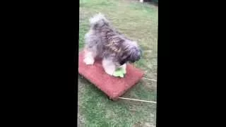 Riz - Li the Tibetan Terrier - Wagon ride #2