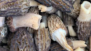 Turkey Hunting, Morel Mushroom Hunting; Michigan Out of Doors TV #2220