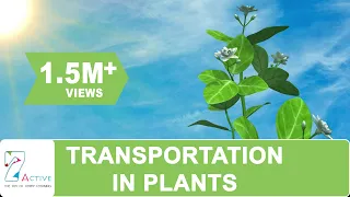 Transportation in Plants