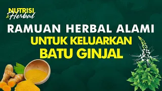 Herbal yang Bisa Membantu Mengeluarkan Batu Ginjal Secara Alami | Info Nutrisi #34