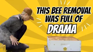 This Bee Removal was Full of Drama