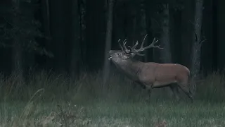 Hirschbrunft in Deutschland (red deer rut 2021)