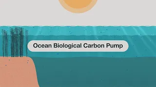 Our Oceans: Key To Storing Carbon?