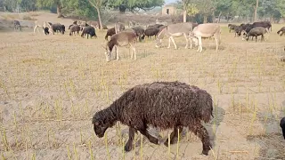 Donkey Eating Grass In Beautifull Village || Animals Today || Donkey Videos