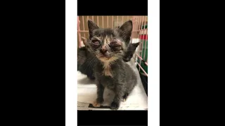 Amber, a rescued kitten with severe eye infections