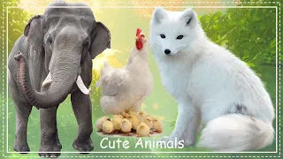 Funny farm animal moments: Elephant, Fox, Chicken - Wildlife Animals Relaxation Film 4K