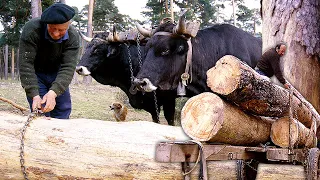 The carters and their hard life in the mountains. Taming of oxen for the transport of wood