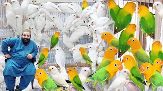 World Most Expensive Lovebird Mutation | Yellow Face Lovebird | Love bird Breeding Setup | Pak Pets