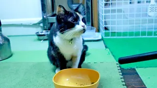 ご飯の最後にご馳走様を飼い主に言いに来る猫（カリカリひとり飯のレン）