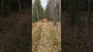 Осенний лес и ягдтерьер на охоте.