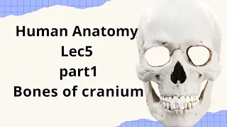 Human Anatomy lec5 _Bones of cranium (part 1)