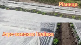 Пекінка під Агро-волокном і під плівкою. різними укриттями вирощування. Де краще росте.?