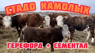 Коровы белоголовые сементалы