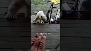 Polar Bear Begs For Help! - HAPPY ENDING