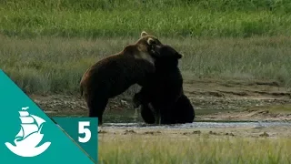 La tierra de los osos gigantes - ¡Ahora en alta calidad! (Parte 5/5)