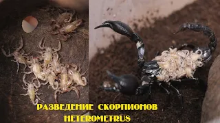 Разведение Heterometrus sp. Немного новостей из зверушни