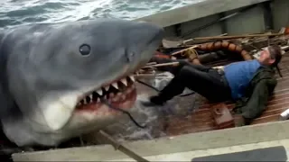 5 классных фильмов о противостоянии акулы и человека. Лучшие фильмы
