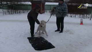 Дрессировка алабая, среднеазиатская овчарка Арчи