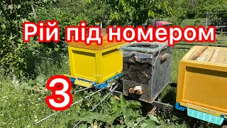 І знову рій🐝 Пересадка у вулик 2024