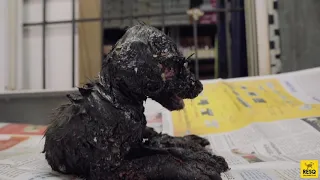 Tiny Puppy Found Stuck in Tar: RESCUED! | We Promise It's a Happy Ending
