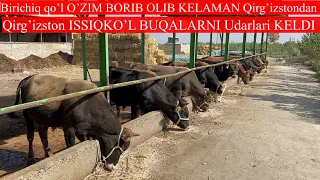 O’ZIM olib kelaman birinchi qo’ldan olinglar Qirg’izston Bishkek ISSIQKO’L BUQALARNI Udarlari KELDI