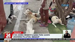 9 na asong ibebenta sana para gawin umanong pulutan, nasagip | 24 Oras