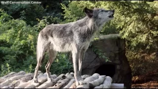 Summertime Wolf Howl