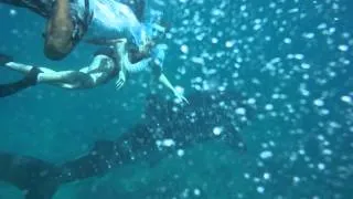Мальдивы. Китовая акула.