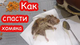 Как спасти хомяка если он не ест