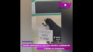 Perrito enterneció la web tras emotivo recibimiento a dueño en aeropuerto