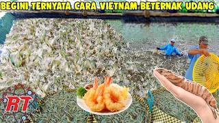 WOW TERNYATA BEGINI CARA VIETNAM BETERNAK UDANG | PERTANIAN MODERN UDANG VIETNAM YANG SANGAT MAJU