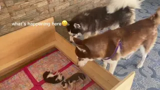 HUSKY PUPPIES MEET THEIR DAD