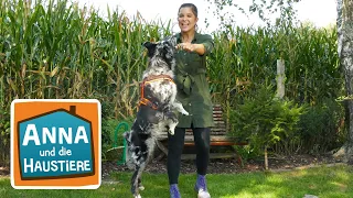 Australian Shepherd | Information für Kinder | Anna und die Haustiere