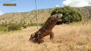 Komodo dragon swallows a deer in one bite!!!