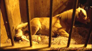 Birth of Haflinger Foal 01/26/15 - Waltzing Hans SGH