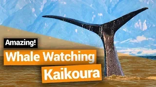 🐋 Whale Watching  in Kaikoura – New Zealand's Biggest Gap Year – Backpacker Guide New Zealand