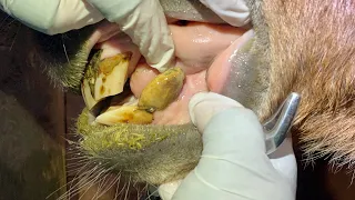 Removing Tartar From An Equine Tooth