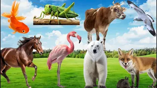 Cute Little Animals: Polar bear, Flamingo, Horse, Seagull, Fox, Grasshopper, Cow - Animal sounds