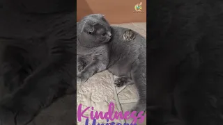 Try Not To Laugh Challenge - Funny Cat & Dog compilation | Funny Dogs And Cats of TikTok | MonkeyHub