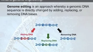 Rapid engineering of cell models with CRISPR-Cas9 technology