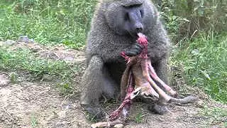 DSCN0375A baboon eating baby gazelle, rare thing as they r vegeteranian