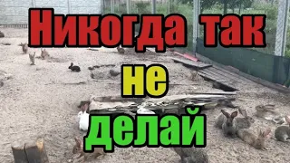 🔴Вольеры и ямы- Худшие содержание 🐇кроликов в мире🌎 Рентабельность 0%. Минусы есть, а есть ли плюсы?