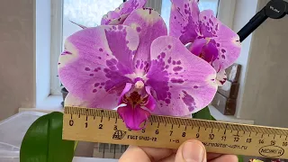 ЖИРЕЮТ ОРХИДЕИ от ЭТОГО // НАШЕЛ бюджетный вариант дорогого грунта для орхидей