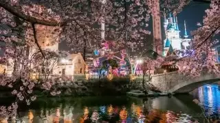 [SEOUL VIEW] 서울 블라썸(Seoul Blossom)[4K Timelapse] 서울 벚꽃풍경 타임랩스