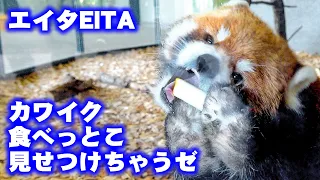 【レッサーパンダ】カワイク食べっとこ見せつけちゃうぜ…エイタ　Red Panda EITA at Maruyama Zoo