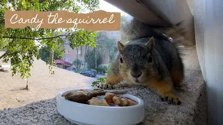 Will Candy the wild squirrel eat a dried sardine?