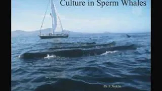 CARTA: Human and Non-Human Cultures: Learning, Culture & Tradition in Primates & Whales