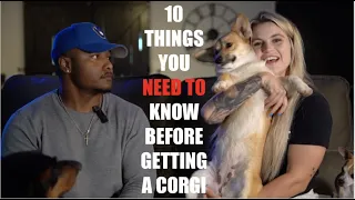 10 THINGS YOU NEED TO KNOW BEFORE OWNING A CORGI