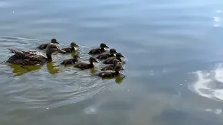 Relax with the ducking family
